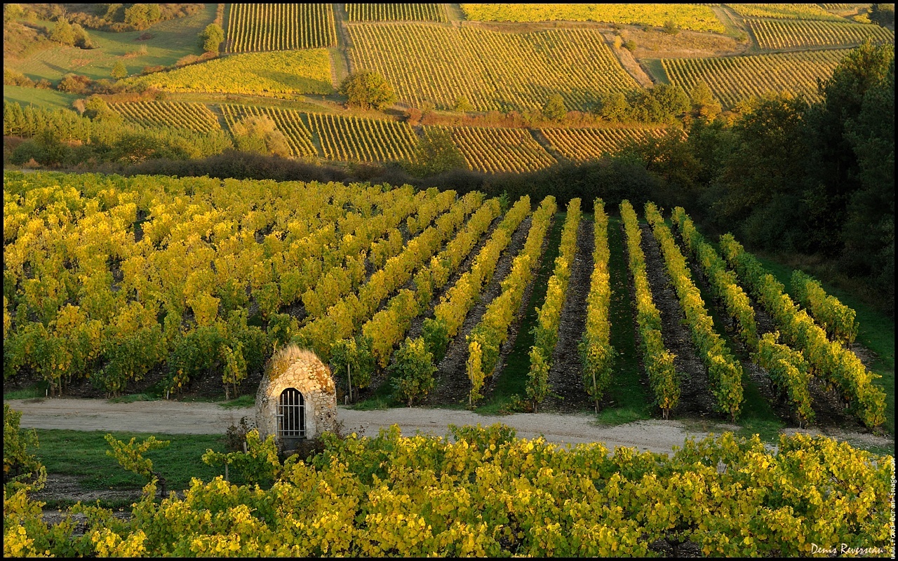 EVJF / EVG chic et gourmand dans les vignes !