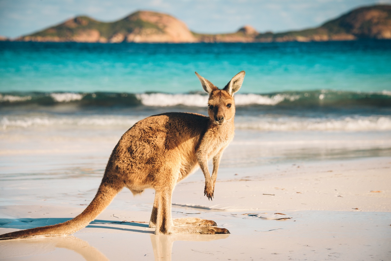 Découvrez les plus beaux endroit à visiter lors de votre lune de miel en Australie